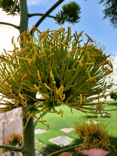 Wallpaper Mural plant Torontodigital.ca