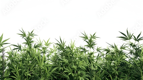 Cannabis Field on White Background Shot with Professional Photography Equipment and Lighting