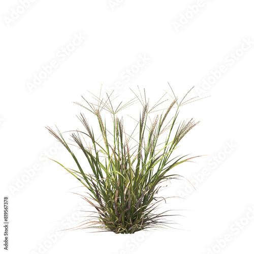 Enteropogon acicularis  Lindl  Lazarides  curly windmill grass  large windmill grass  bushes  shrubs  evergreen  small tree  bush  tree  big tree  light for daylight  easy to use  3d render  isolated