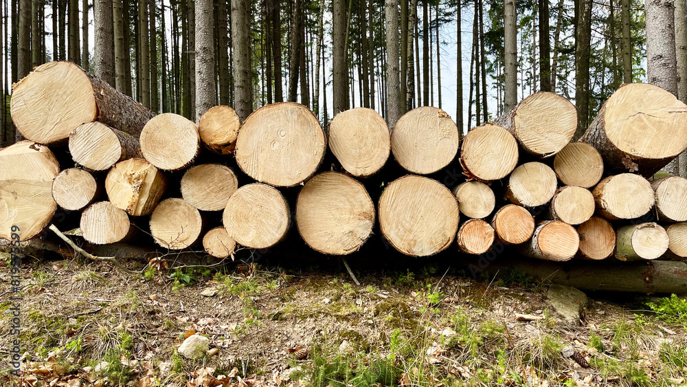 Stacked felled trees at a forest logging site Stacked felled trees at a forest logging site