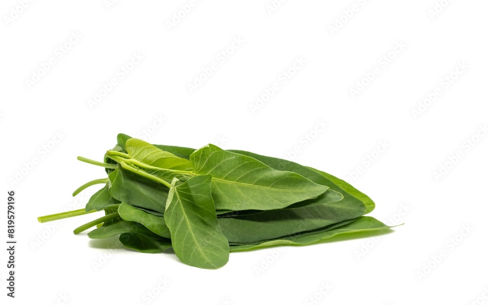 Water Spinach or Ipomoea Aquatica Heap Isolated on White Background with Copy Space Water Spinach or Ipomoea Aquatica Heap Isolated on White Background with Copy Space