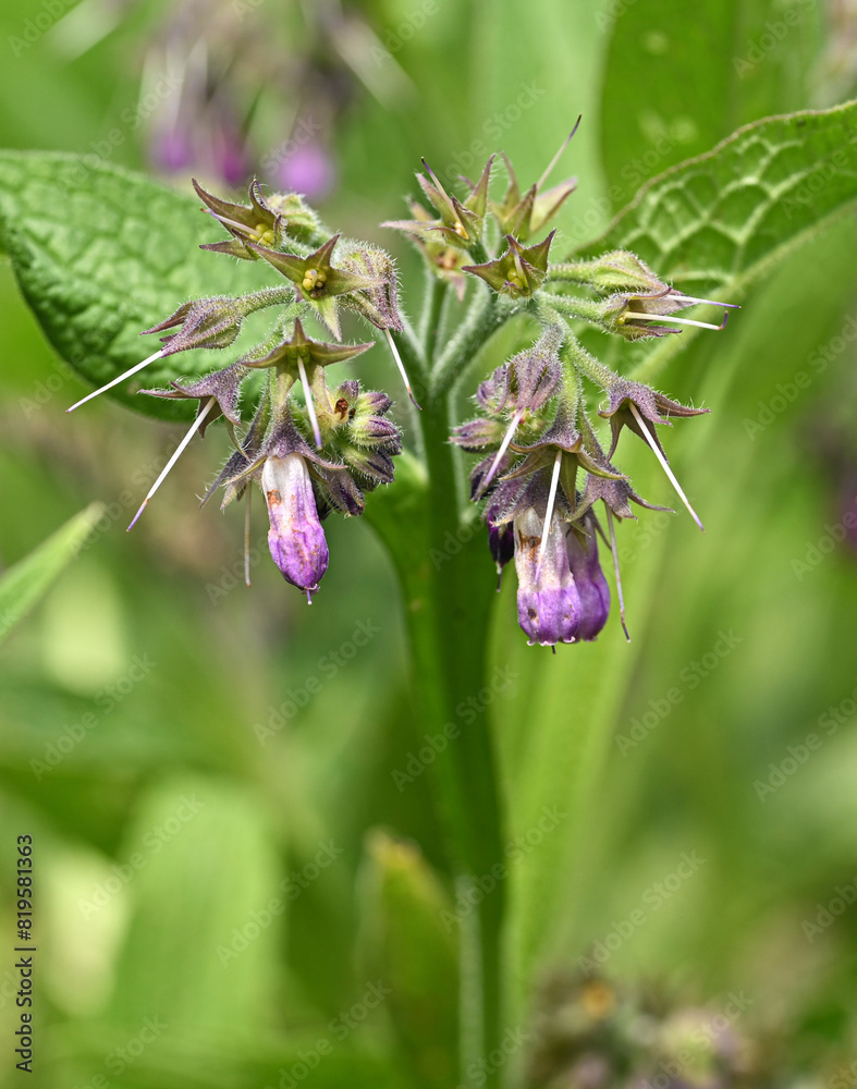 Beautiful close-up of symphytum officinale Beautiful close-up of symphytum officinale