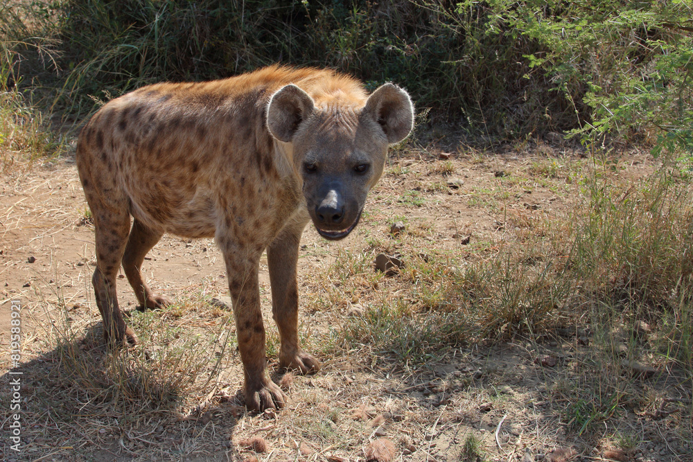 Tüpfelhyäne / Spotted hyaena / Crocuta crocuta Tüpfelhyäne / Spotted hyaena / Crocuta crocuta