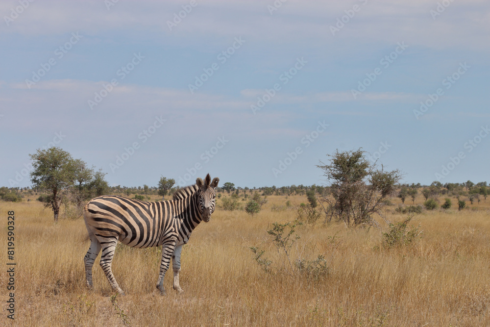 Obraz premium Steppenzebra / Burchell's zebra / Equus quagga burchellii