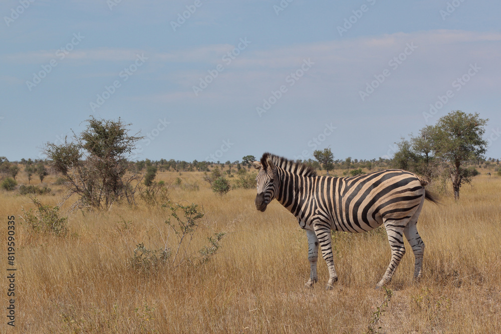 Steppenzebra / Burchell's zebra / Equus quagga burchellii Steppenzebra / Burchell's zebra / Equus quagga burchellii
