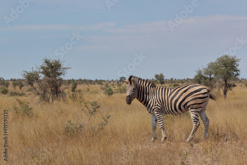 Steppenzebra   Burchell s zebra   Equus quagga burchellii