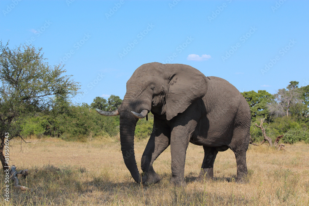 Obraz premium Afrikanischer Elefant / African elephant / Loxodonta africana
