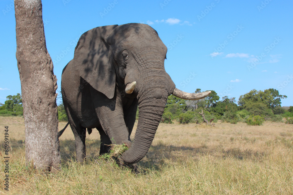 Fototapeta premium Afrikanischer Elefant / African elephant / Loxodonta africana