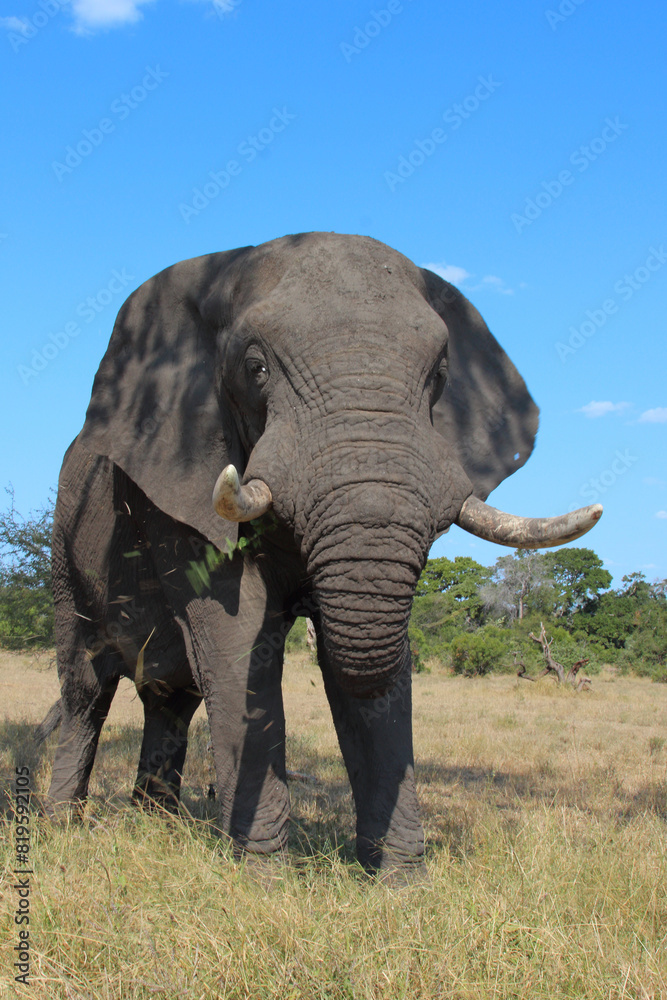 Fototapeta premium Afrikanischer Elefant / African elephant / Loxodonta africana