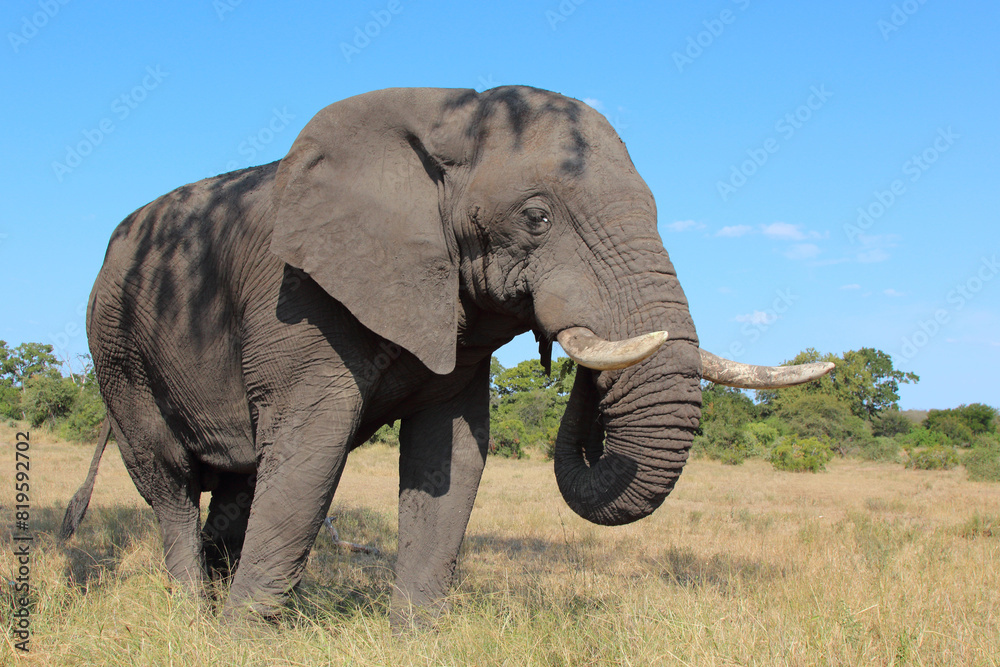 Fototapeta premium Afrikanischer Elefant / African elephant / Loxodonta africana