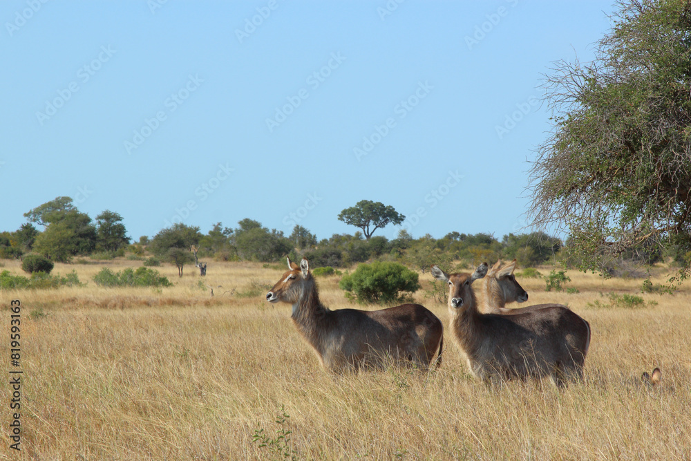 Wasserbock / Waterbuck / Kobus ellipsiprymnus Wasserbock / Waterbuck / Kobus ellipsiprymnus