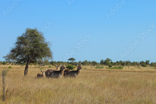 Wasserbock   Waterbuck   Kobus ellipsiprymnus..