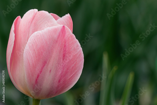 春の公園で美しいピンクのチューリップ © MTBS PHOTO