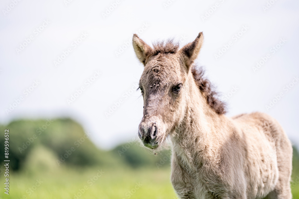 icelandic horse foal one day old grey brown wild icelandic horse foal one day old grey brown wild
