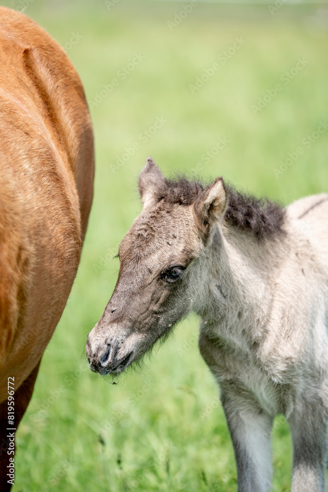 icelandic horse foal one day old grey brown wild icelandic horse foal one day old grey brown wild