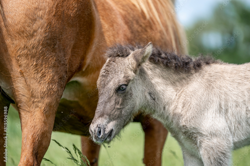 icelandic horse foal one day old grey brown wild icelandic horse foal one day old grey brown wild
