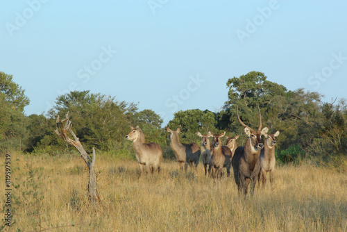 Wasserbock   Waterbuck   Kobus ellipsiprymnus