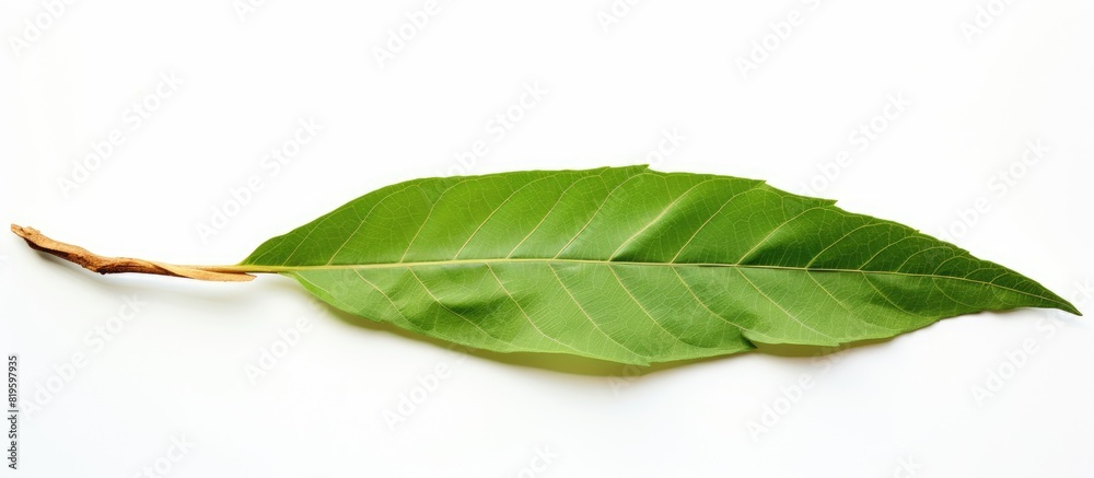 Obraz premium A single green leaf on white