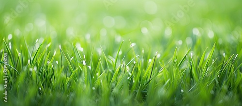 Green grass field glistening with water droplets
