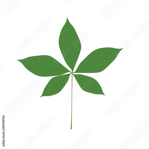 Ohio-buckeye-verdant-leafage