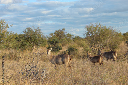 Wasserbock   Waterbuck   Kobus ellipsiprymnus..