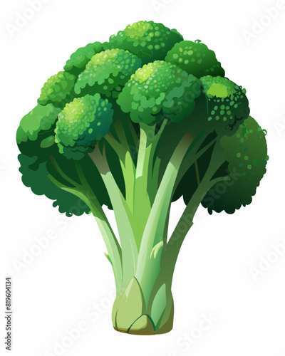 Fresh green broccoli vector illustration 