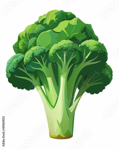 Fresh green broccoli vector illustration 