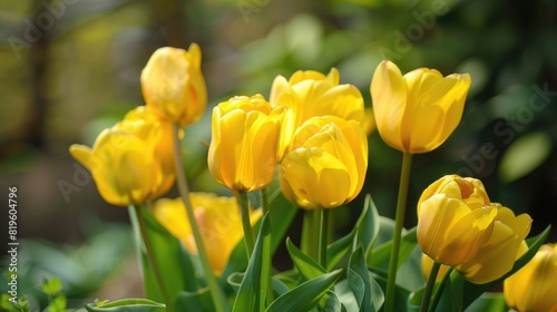 Tulip Bulbs. Agriculture Concept of Bright and Colourful Tulip Blooming in Spring