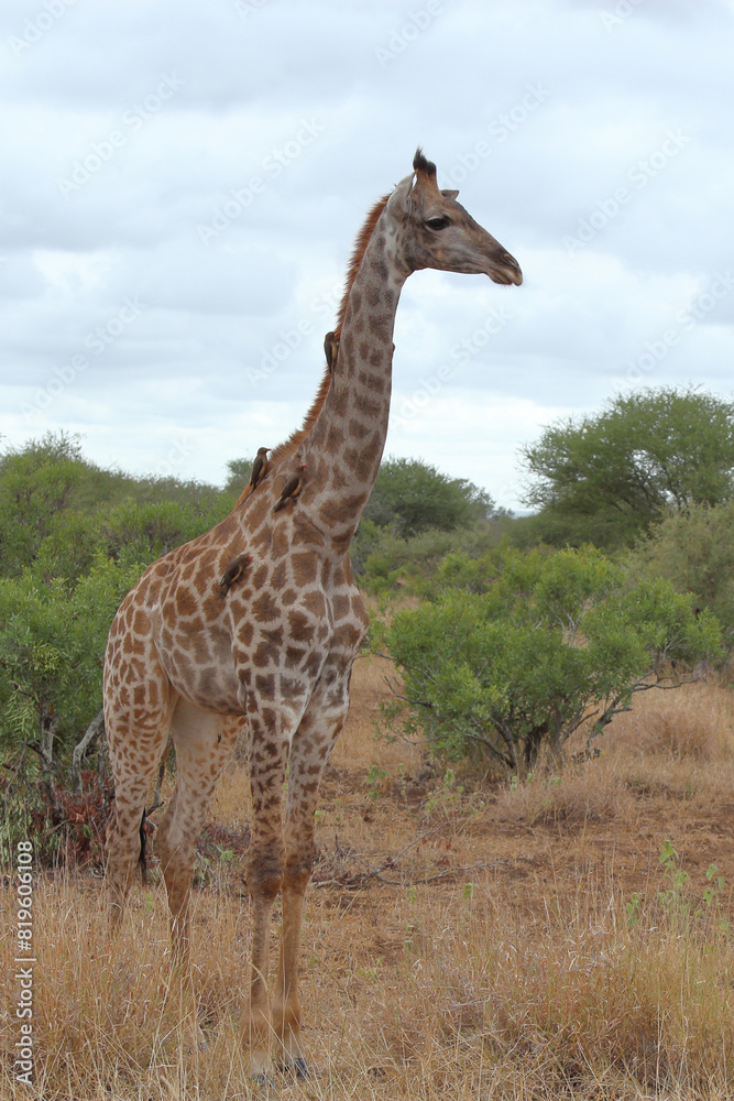 Fototapeta premium Giraffe / Giraffe / Giraffa Camelopardalis