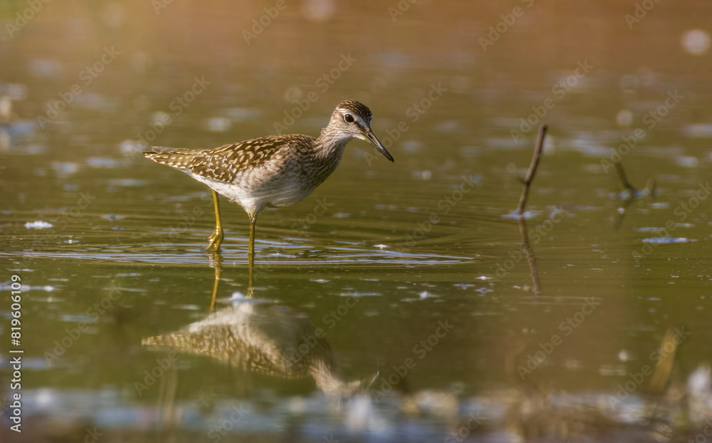 Wood Sandpiper (Tringa glareola) looking for food Wood Sandpiper (Tringa glareola) looking for food