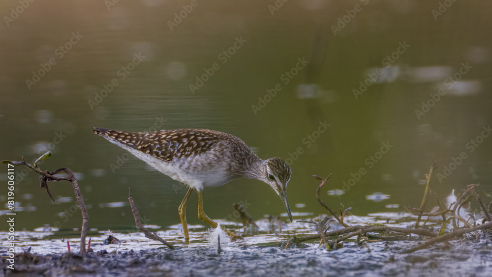 Wood Sandpiper (Tringa glareola) looking for food Wood Sandpiper (Tringa glareola) looking for food
