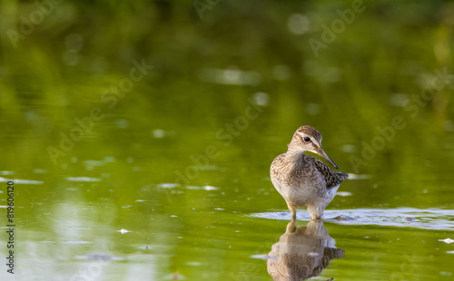 Wood Sandpiper (Tringa glareola) looking for food