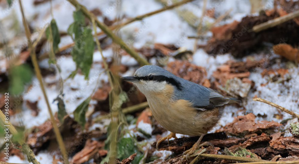 Obraz premium Eurasian nuthatch in winter