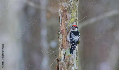 Lesser Spotted Woodpecker(Dryobates minor) on hornbeam