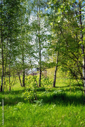 Birch grove with houses in the background, serene landscape