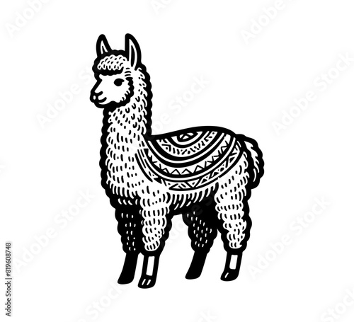 alpaca hand drawn illustration vector graphic