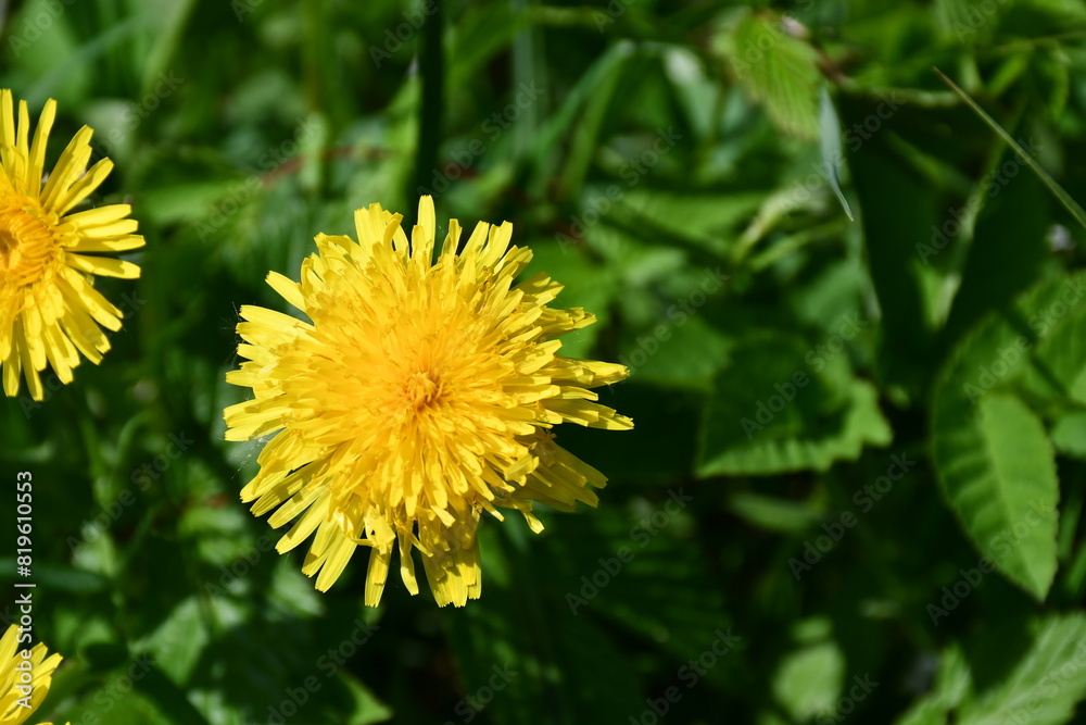 yellow dandelion flower in the grass close-up yellow dandelion flower in the grass close-up