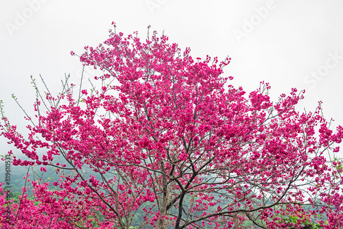 Blossoming cerasus serrulata tree in the garden        photo