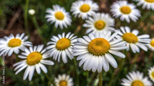 Botanical Garden Daisies