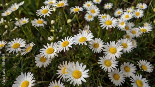 Summer Flower Close-Up