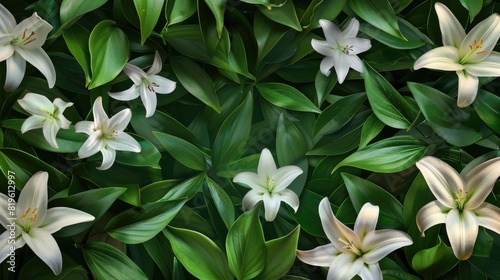Background of green leaves and white lily flowers. Juicy bright foliage.The texture of large leaves and buds. Beauty is in nature.