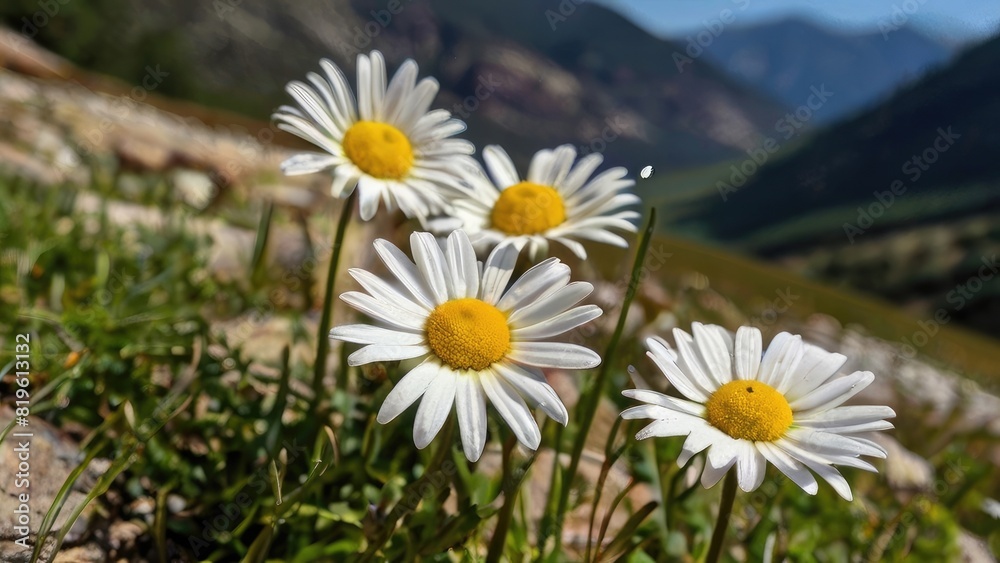 Obraz premium Wild Daisy Field