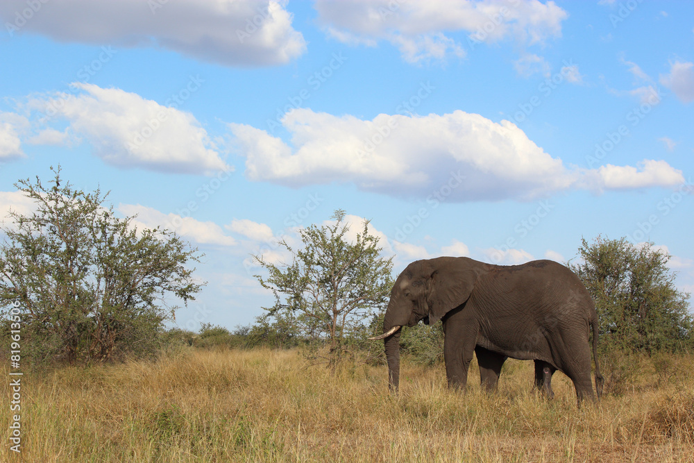 Obraz premium Afrikanischer Elefant / African elephant / Loxodonta africana