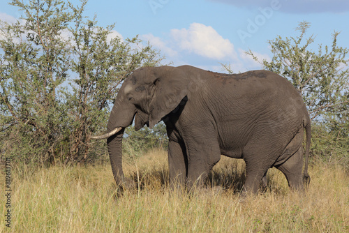 Afrikanischer Elefant   African elephant   Loxodonta africana