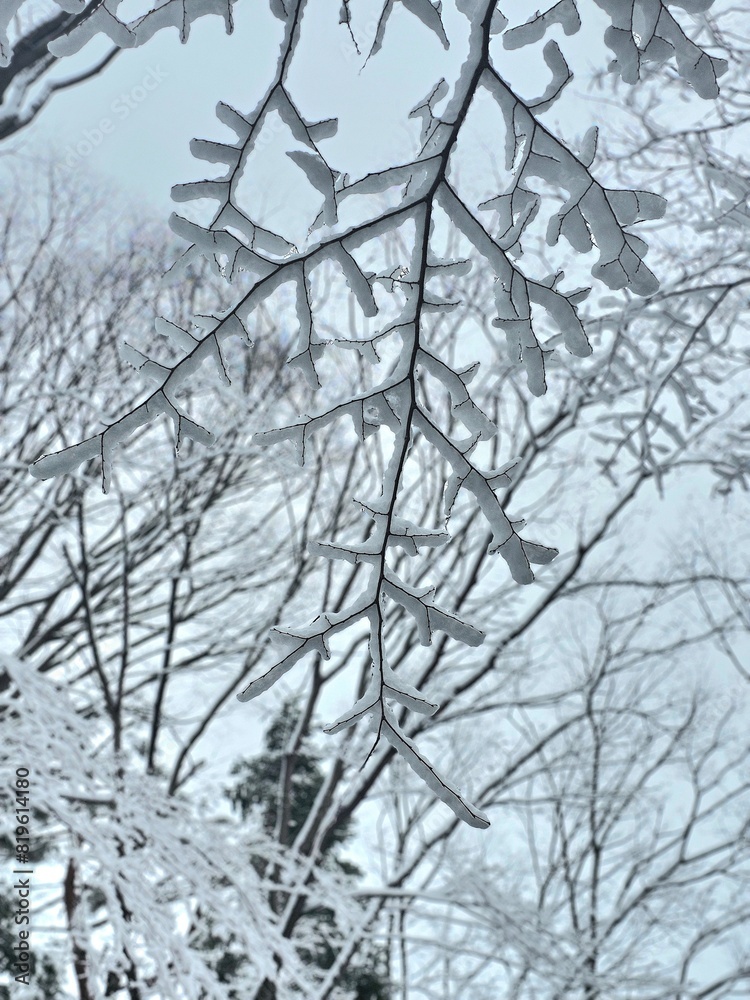 Obraz premium snowflake