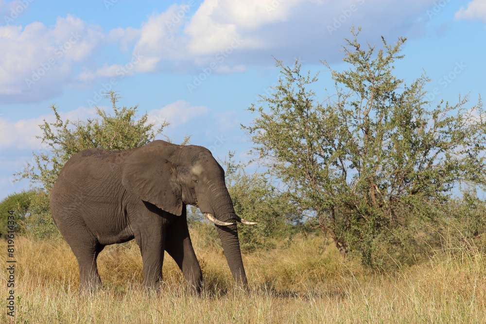 Afrikanischer Elefant / African elephant / Loxodonta africana Afrikanischer Elefant / African elephant / Loxodonta africana