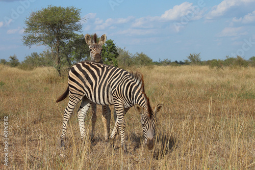 Steppenzebra   Burchell s zebra   Equus quagga burchellii.