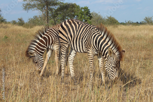 Steppenzebra   Burchell s zebra   Equus quagga burchellii.