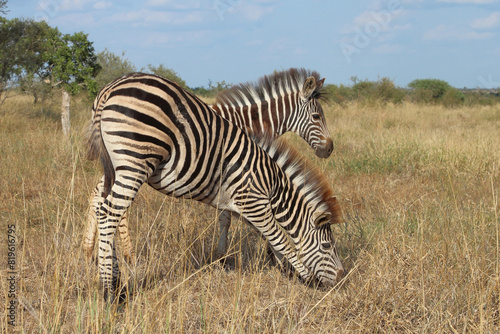 Steppenzebra   Burchell s zebra   Equus quagga burchellii.