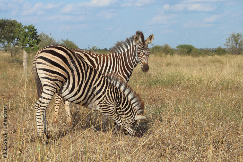 Naklejka premium Steppenzebra / Burchell's zebra / Equus quagga burchellii.